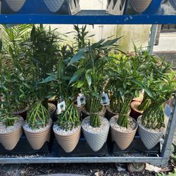 Lucky Bamboo In Ceramic Pot. SPECIAL PRICE !🤩