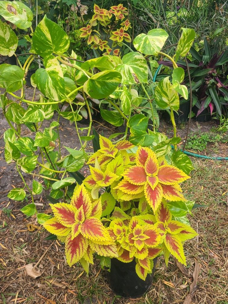 Beautiful 3 In 1 Plant