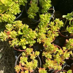 Ground Cover Succulent 