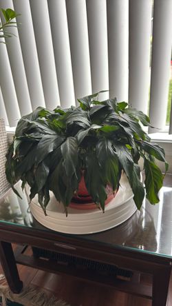 Indoor plant 🪴 Peace Lily