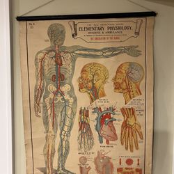 Vintage Anatomy Poster