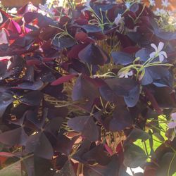 Flowers Inside and Outside 