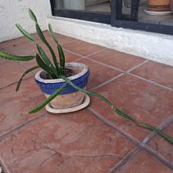 SKINNY LEAF  PLANT 🪴 