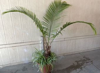 Palma natural $$45