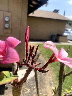 Hawaiian Plumerias