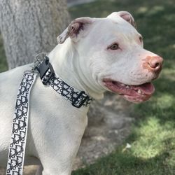 Designer Dog Leashes, Collars & Harnesses (DoggIOR Style)