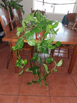 Big beautiful  photos plant  $20