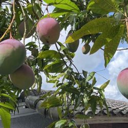 Mango Trees