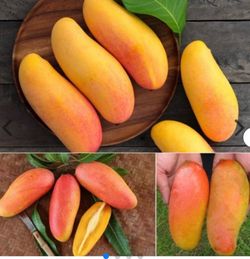 Mahachanok mango trees