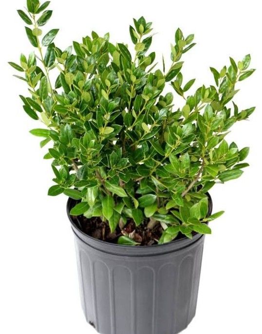 Needlepoint Holly Tree 5ft 5gallon Fully Grown