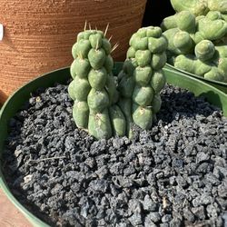 Eulychina Castanea Cactus Imported