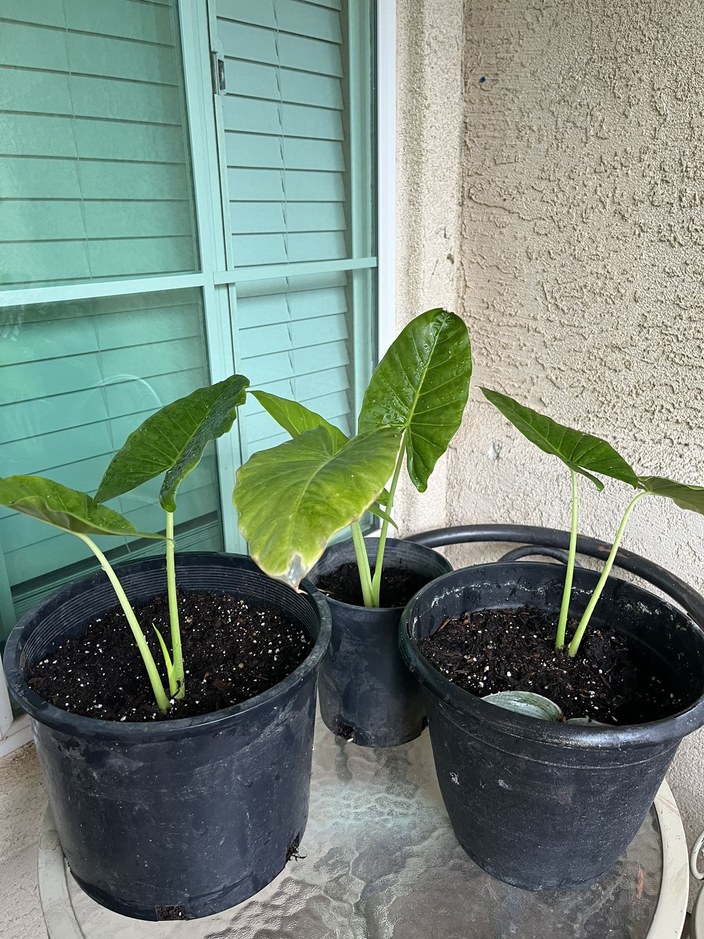 Plantas En Venta Oreja De Elefante 🐘 