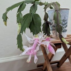 White Christmas Cactus Plant