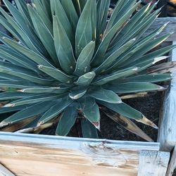 Agaves Plant.