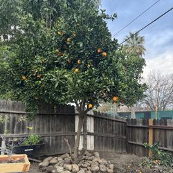 Oranges  You Pick All For $30