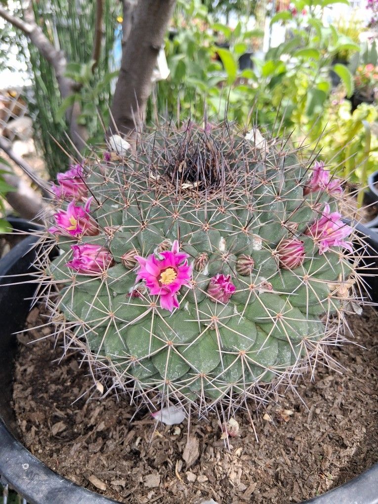 Mammillaria Melanocentra