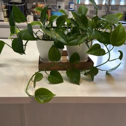 Two Sets Of Pathos In White Pots 