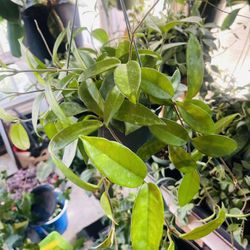 Hoya Carnosa Plant 