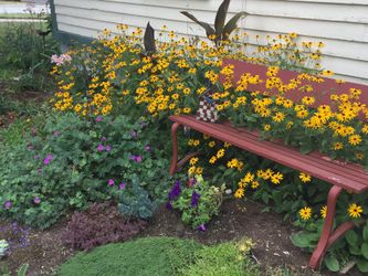 Black-Eyed Susan Perennial