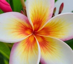 PLUMERIA ( GRAFTED FIRE BLAST ) ROOTED CUTTING PLANT IN POT.
