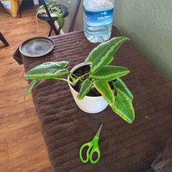 Schismatoglottis wallichii plant, also known as the Green Shield or Drop Tongue plant.