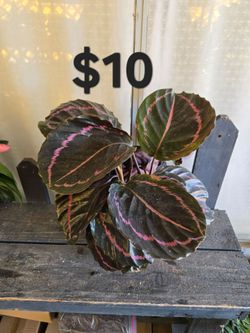 Calathea