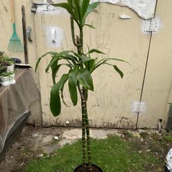 Indoor Dracaena 