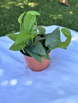 Cebu Blue Pothos- B