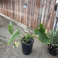 Two Elephant Ear Plants 