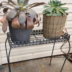2 Large Succulents And Table
