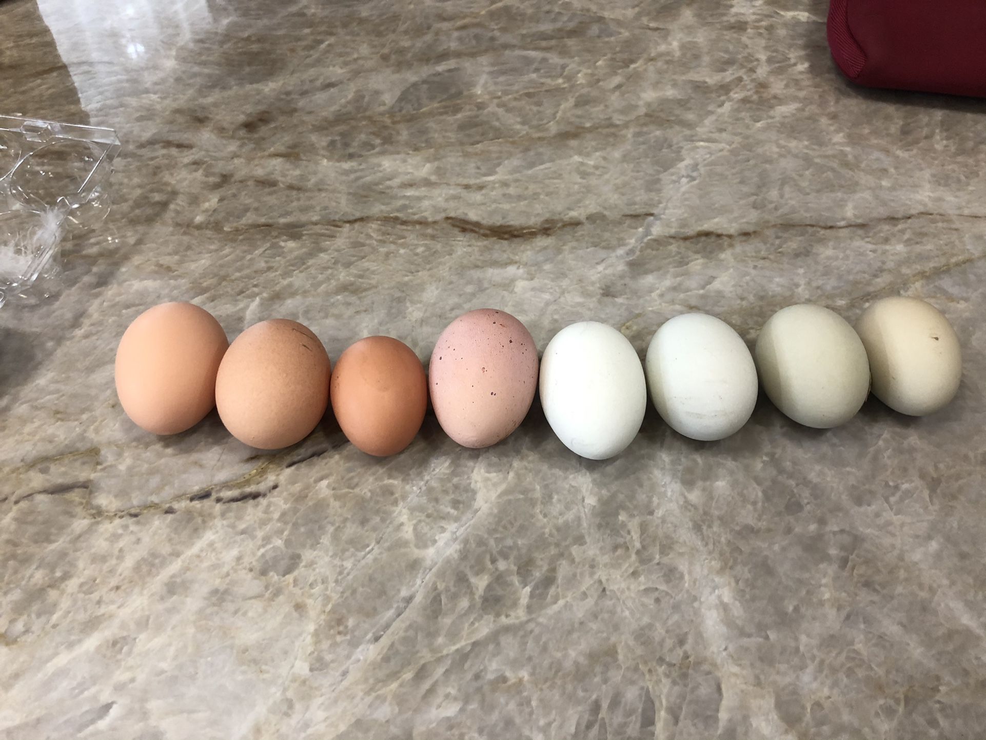 Farm Fresh Eggs