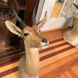 Taxidermy Reedbuck Antelope !! $300!!