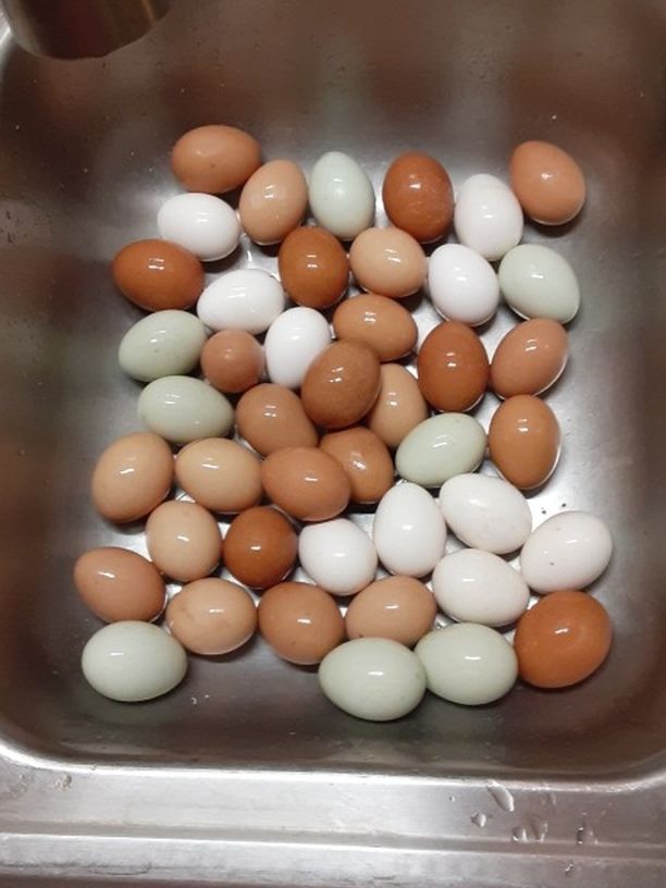 Fresh, Free Range, Eggs...