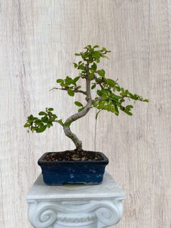 16” Fukien Tea Bonsai in Square Vintage Blue Bonsai Porcelain Pot