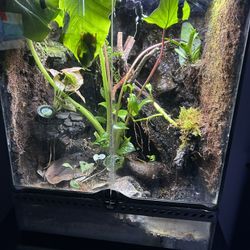 Tree Frog Tank. 