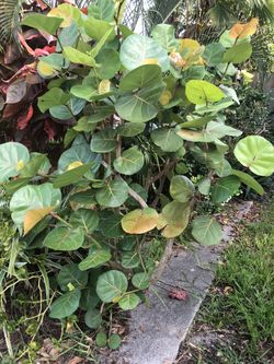 Sea Grape Trees