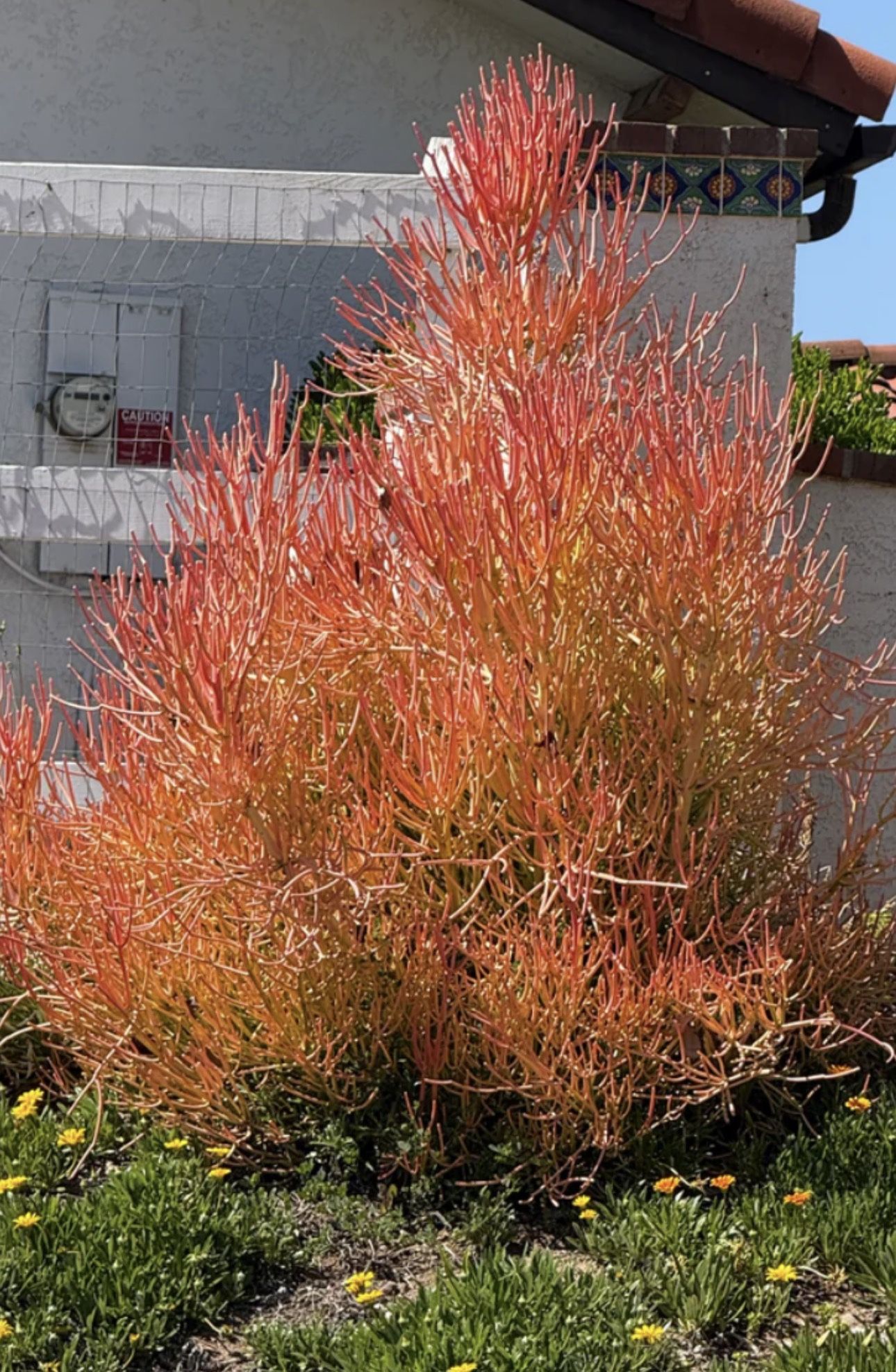 Pencil Plant