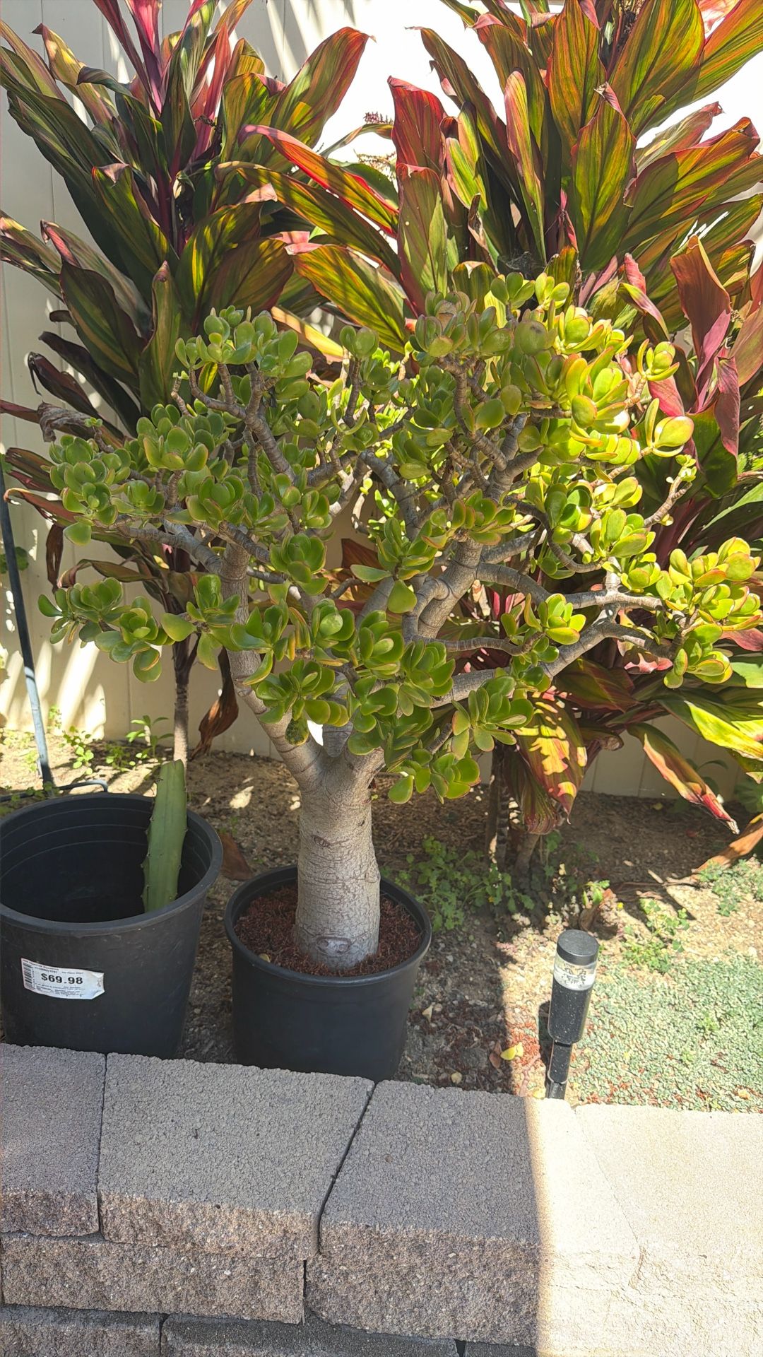 Jade Plant