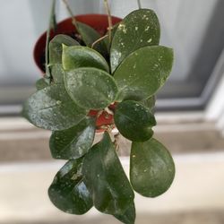 Rare Hoya  Latifolia Plant In 6 Inch Pot Pick Up Only