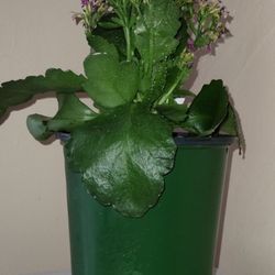 Kalanchoe Plant (Pink)
