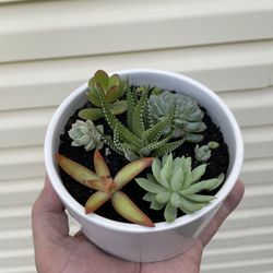 Succulents in ceramics pot