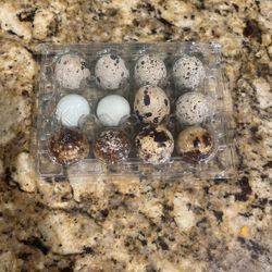Quil’s Eggs 