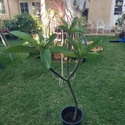Potted White Plumeria-Blooming (6/16/26)