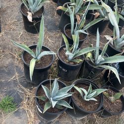 Agave