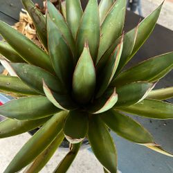 Agave 