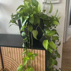Mature House Plant 