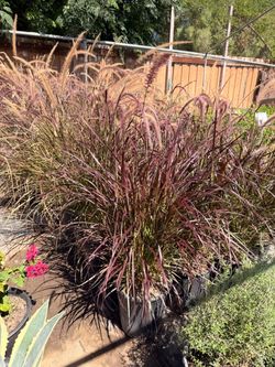Fountain grass 5 gal