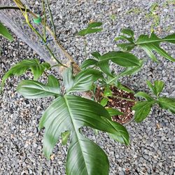 Florida Beauty Plant