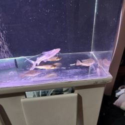Fish Tank For Sale