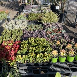 Succulents